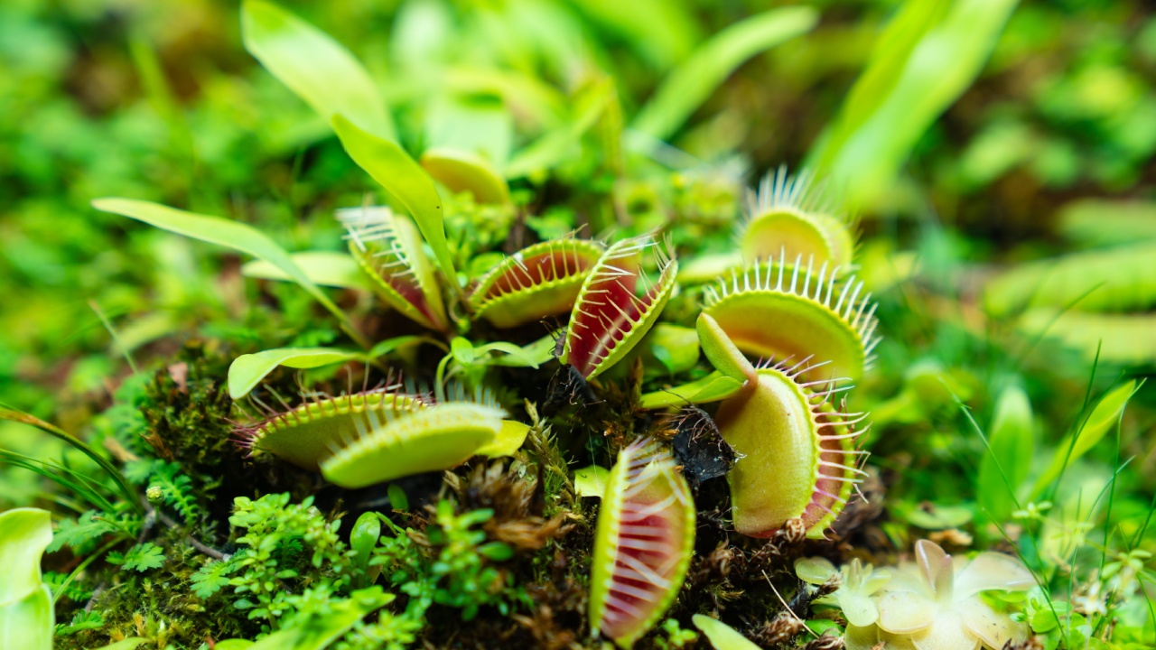 Venus flytrap. carnivorous plants of the marshlands of the east coast of the United States of America. Original houseplant.