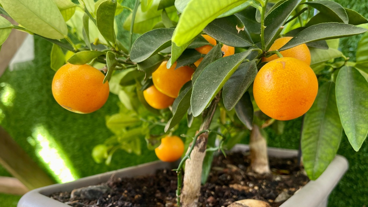 Orange citrus fruits grow on a small citrus tree. Calamondin fruits on tree.