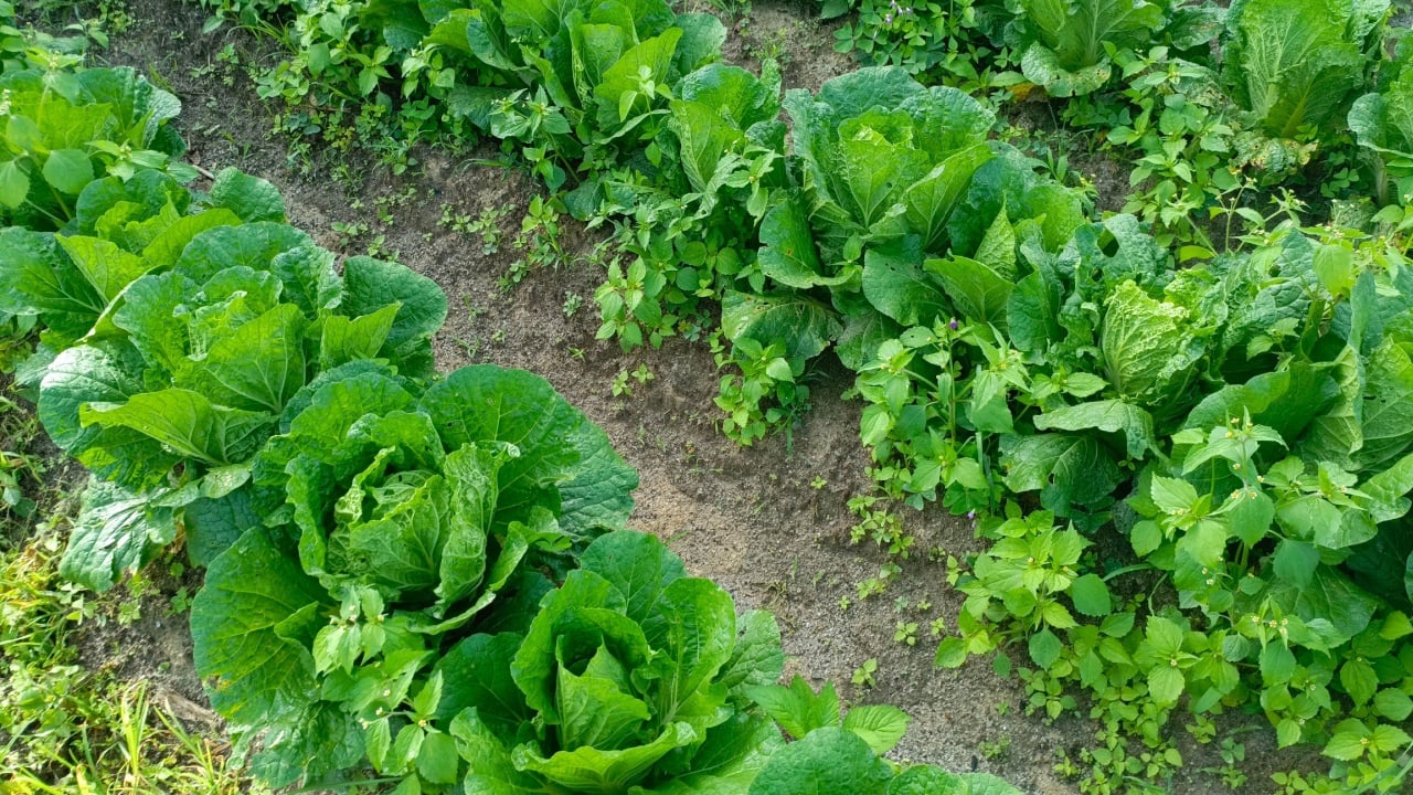 Sawi Putih or Napa cabbage is a type of Chinese cabbage originating near the Beijing region of China that is widely used in East Asian cuisine.