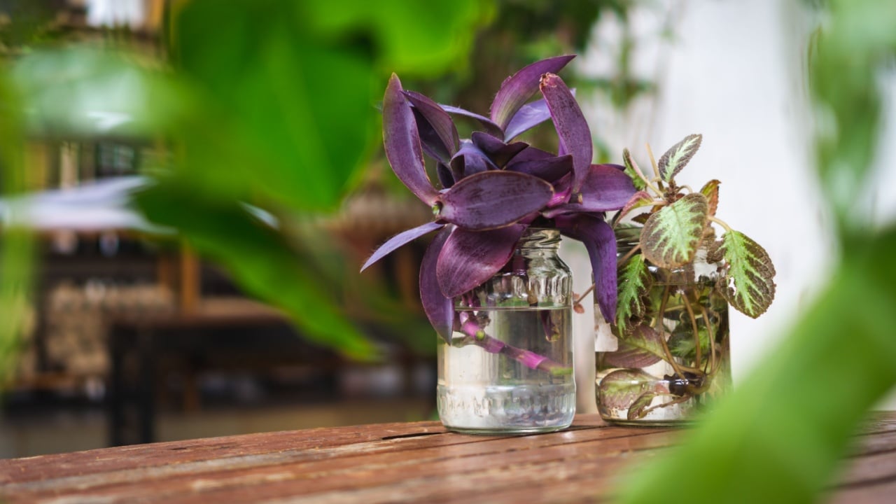 home gardening, water propagating begonia variety, partially submerge stem in a jar of water