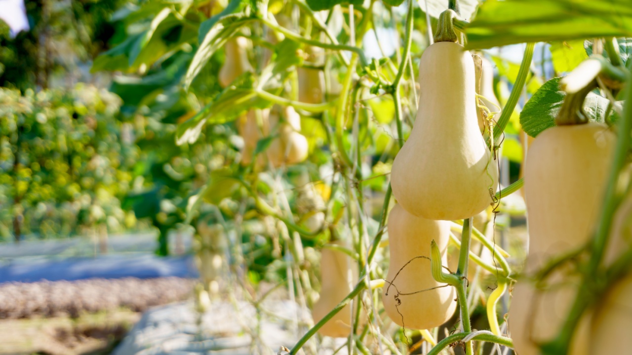 Fresh organic butternut squash grow in farm garden with sunlight in the morning. Healthy and organic food concept.