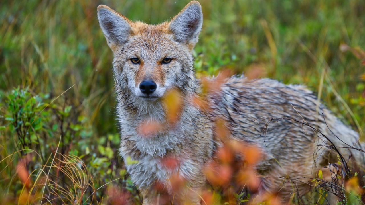 The coyote (Canis latrans), animal hiding in thickets of green plants, Theodore Roosevelt National Park, North Dakota