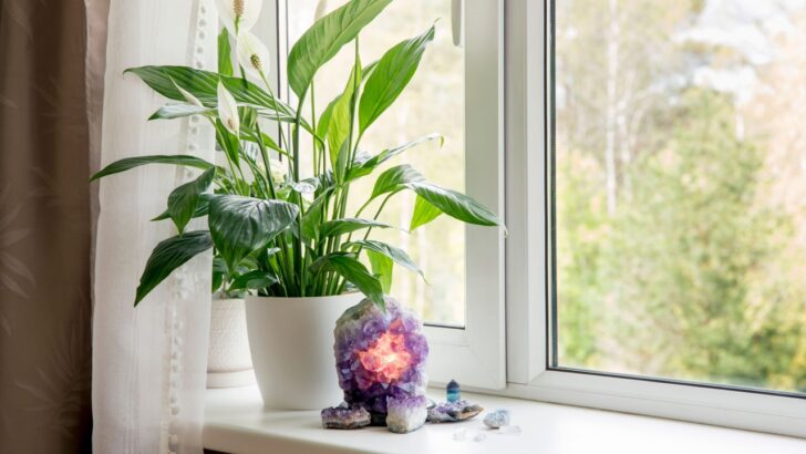 22 Smart Hacks for a Healthy Peace Lily All Year Round