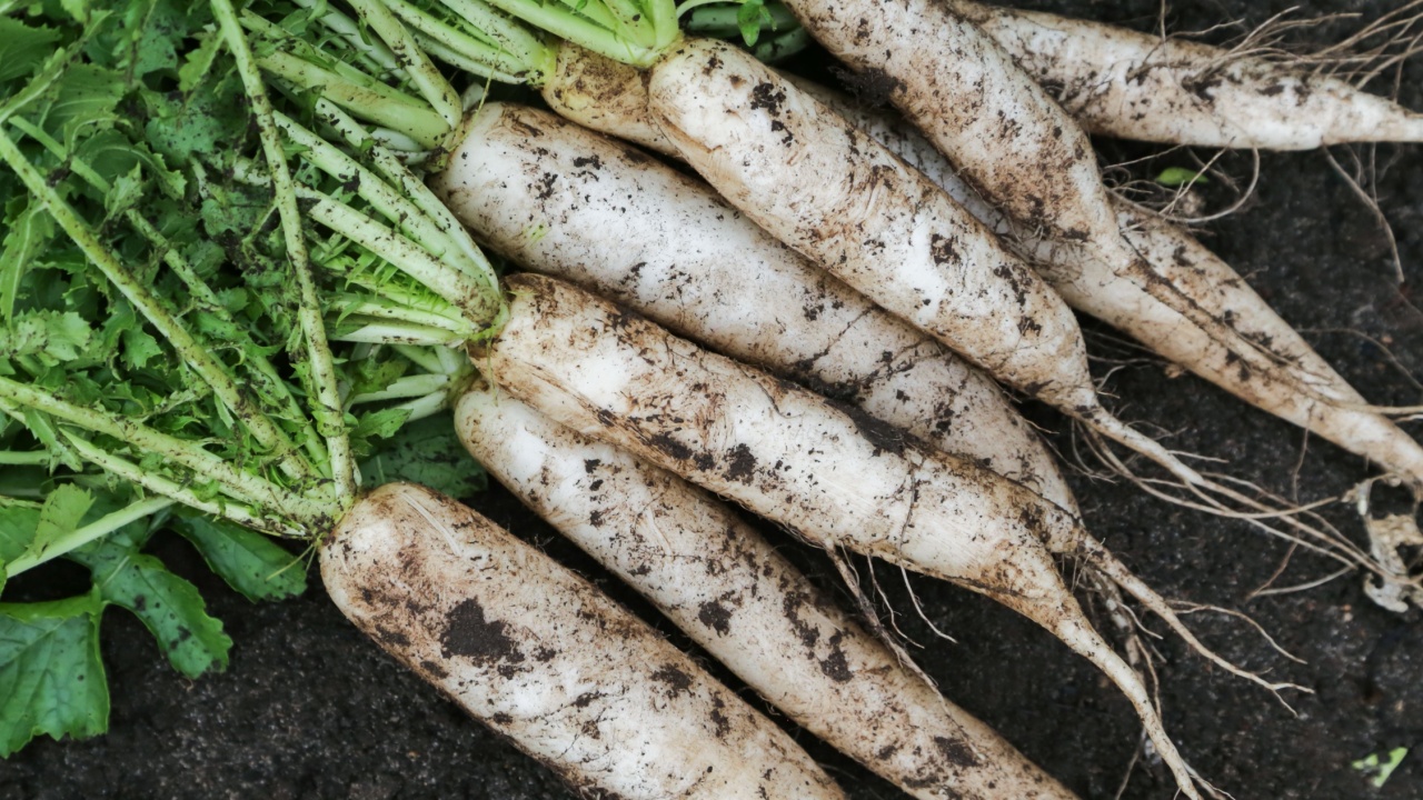 Daikon white radish harvest in garden. Bunch of organic dirty daikon with green tops on soil ground close up