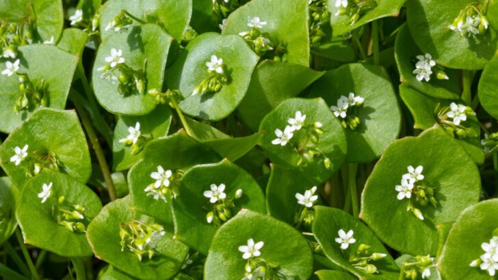 9 Hardy Salad Greens for a Winter Garden (in Mild Climates)