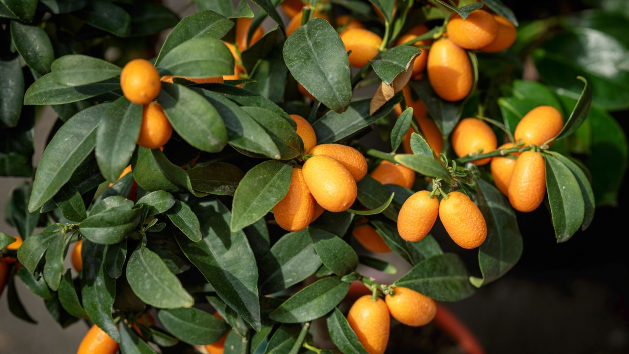 Exotic kumquat fruits, rich fruit harvest close up