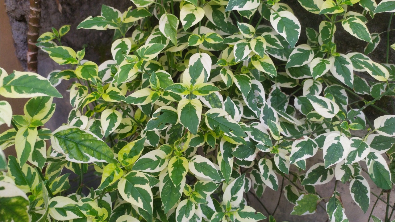 Wintercreeper Euonymus (Euonymus fortunei) is an evergreen bush. Euonymus fortunei silver queen or fortune's spindle green with white foliage as background.
