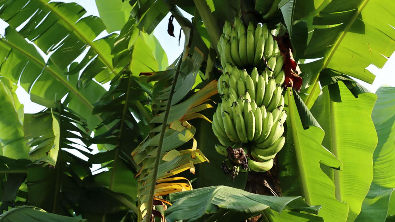 background of banana tree. Banana is a tropical fruit that is rich in nutrients and vitamins. Unripe bananas have green skin, if they are ripe the skin will be yellow.