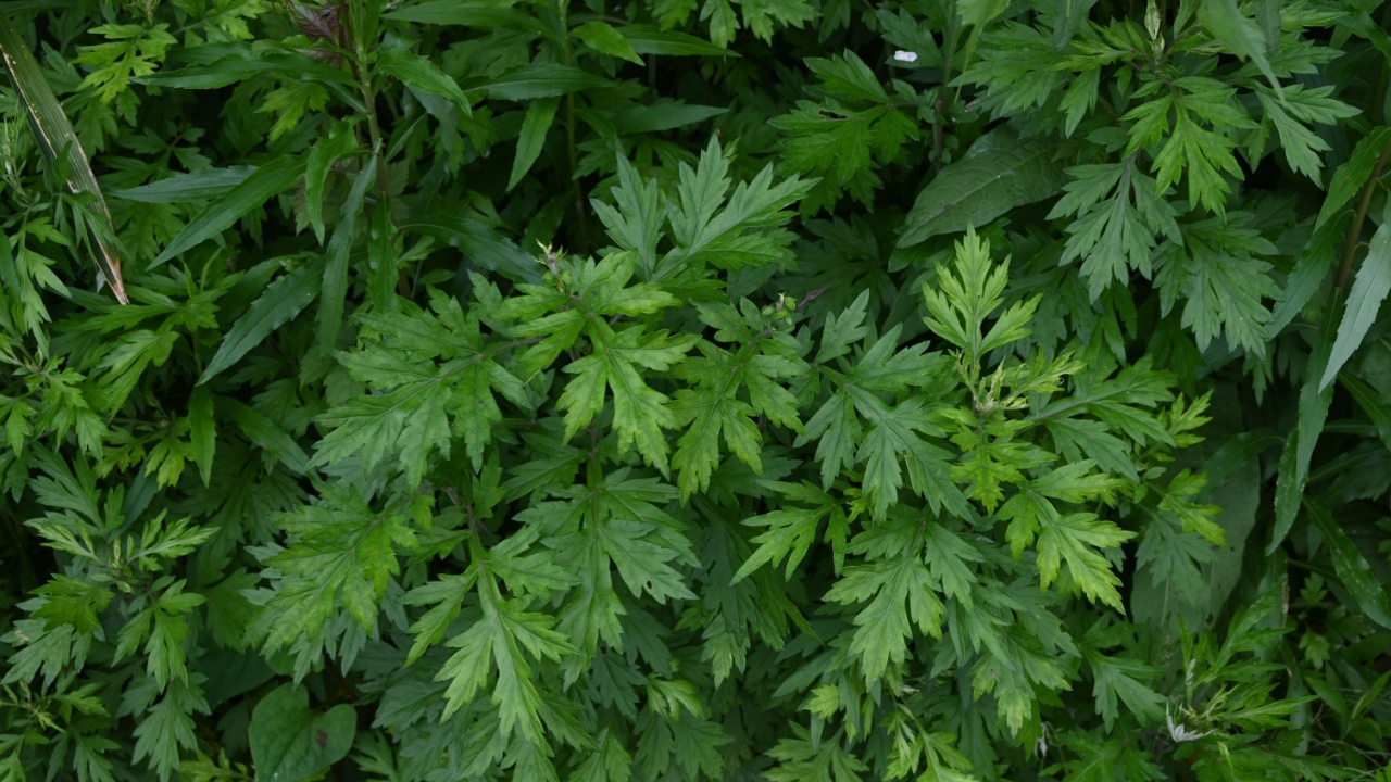 Mugwort leaves. The young buds are used to make rice cakes and have many medicinal properties and are said to be the queen of herbs.