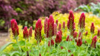 Crimson clover flowers blooming in the spring garden.