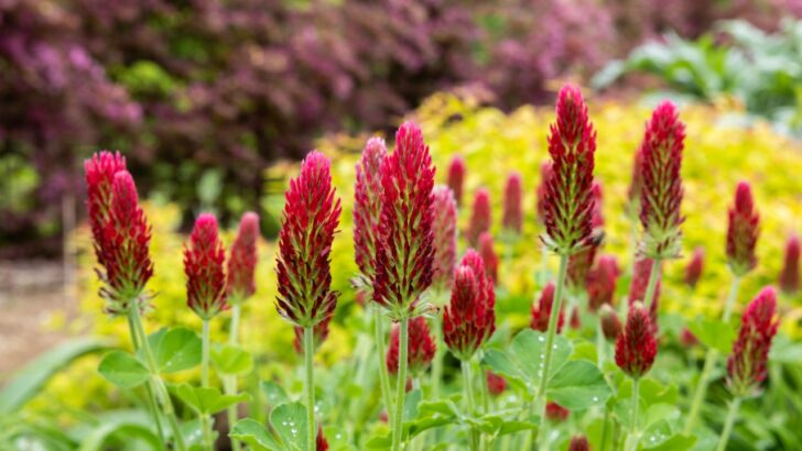 11 Fall Cover Crops to Transform Your Garden Soil This Winter