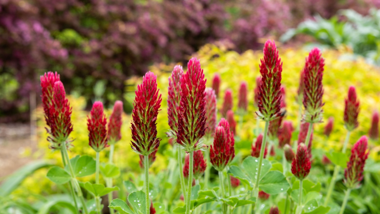 Crimson clover flowers blooming in the spring garden.