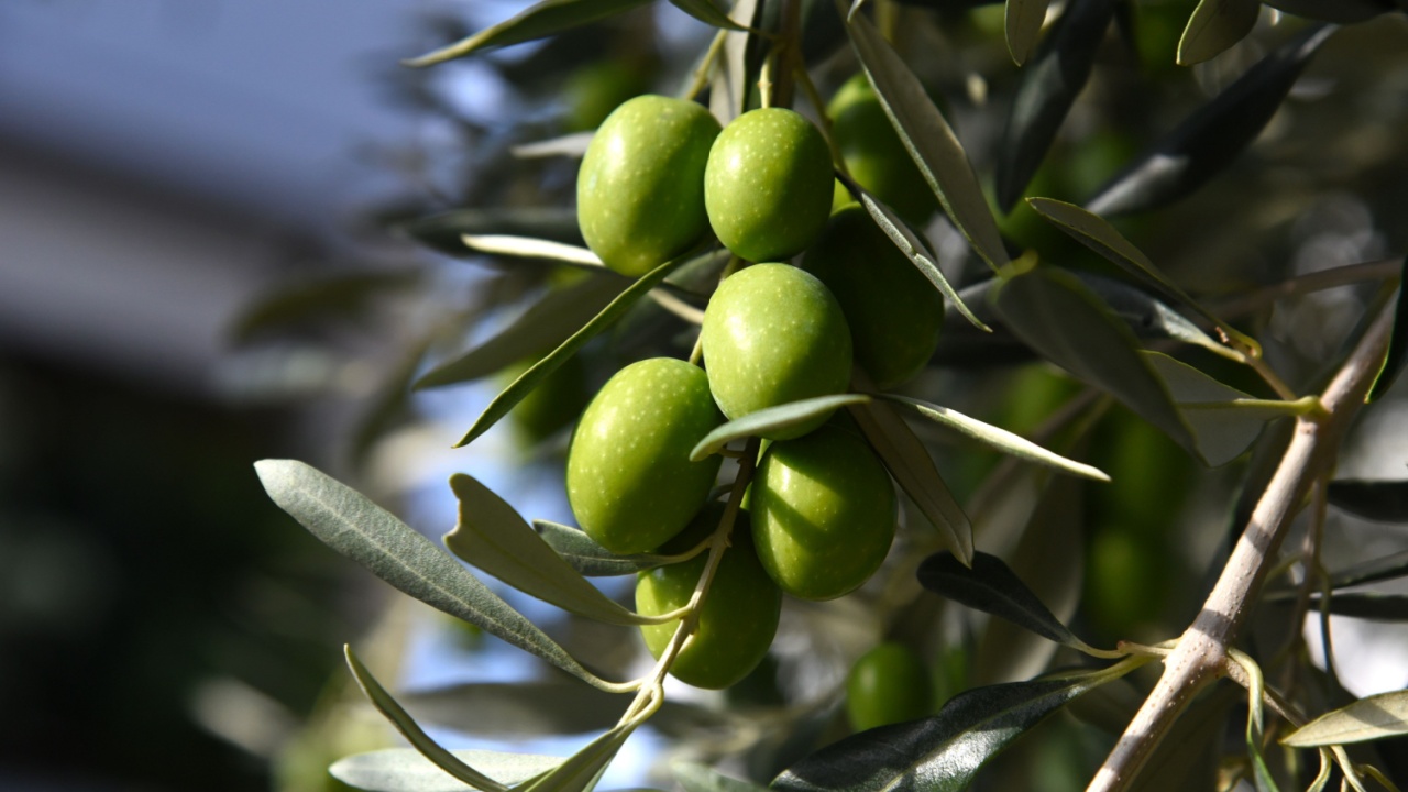 Olive tree branch, young green olives arranged in a row close-up on blurred foliage and blue sky background. Sunlit fruits and green leaves on a branch. Fresh harvest in a Greek garden. Healthy food.