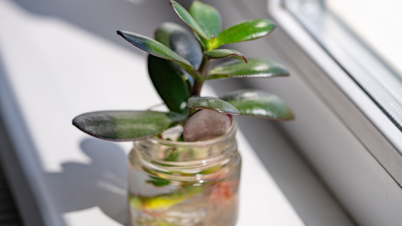 Charming close-up of succulent plant placed in a small glass jar on windowsill. Sunlight streaming through window highlights fleshy, green leaves and adds warm, inviting glow to scene.