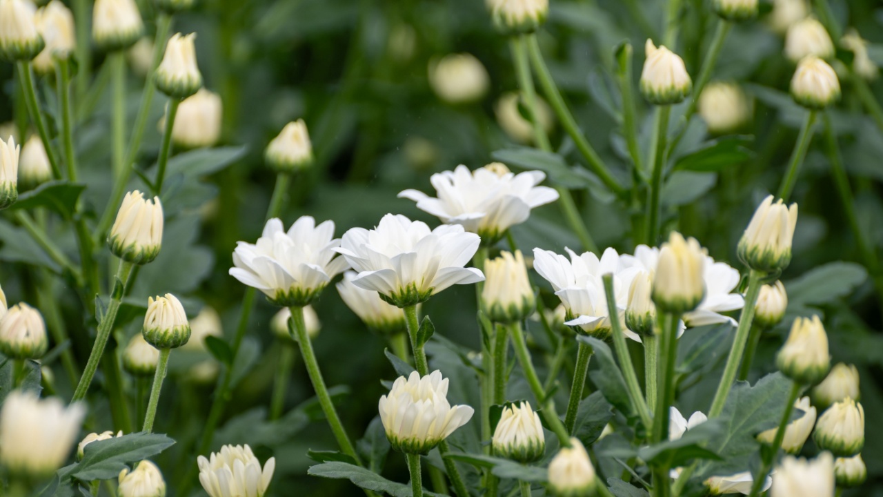 White Chrysanthemum flowers growth in huge Dutch greenhouse, fresh flowers for shops and auctions world wide delivery, flowers from Netherlands
