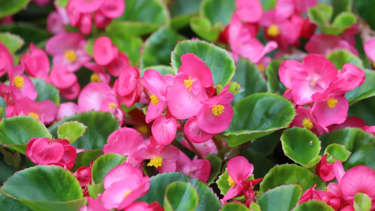 Pink wax begonia blossom in garden. Begonia semperflorens cultorum.