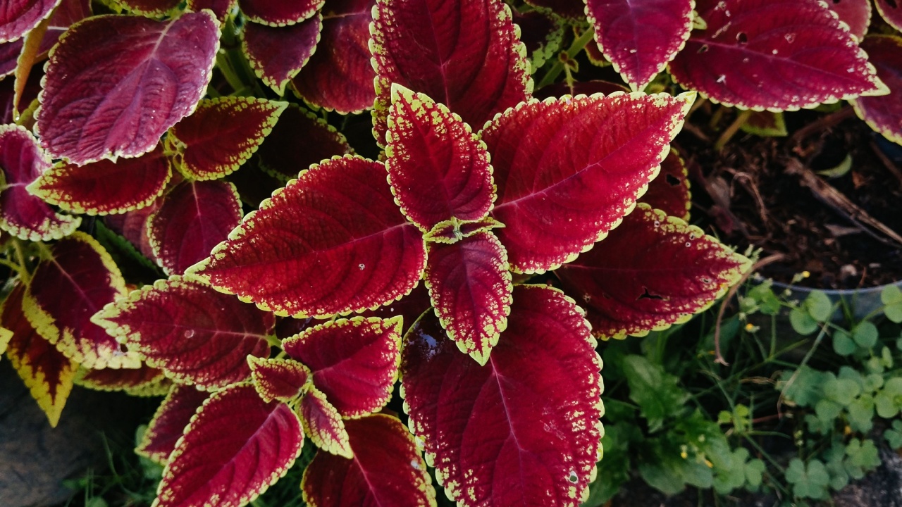 Coleus or Plectranthus scutellarioides is a plant belonging to the Lamiaceae family