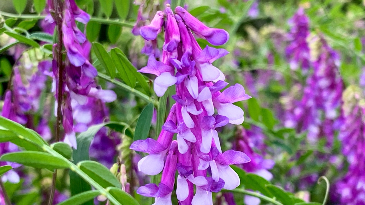 Hairy vetch is in bloom.