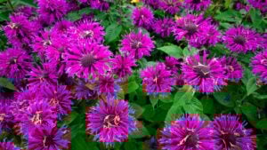 Pink flowers of Eastern Bee balm Monarda hybrida in a garden setting, creating a vibrant and lively background perfect for wallpaper. Delicate petals and lush greenery evoke a sense of summer's natura