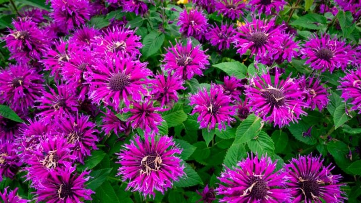 8 Companion Plants for Bee Balm (And 4 Not Worth Planting Nearby)