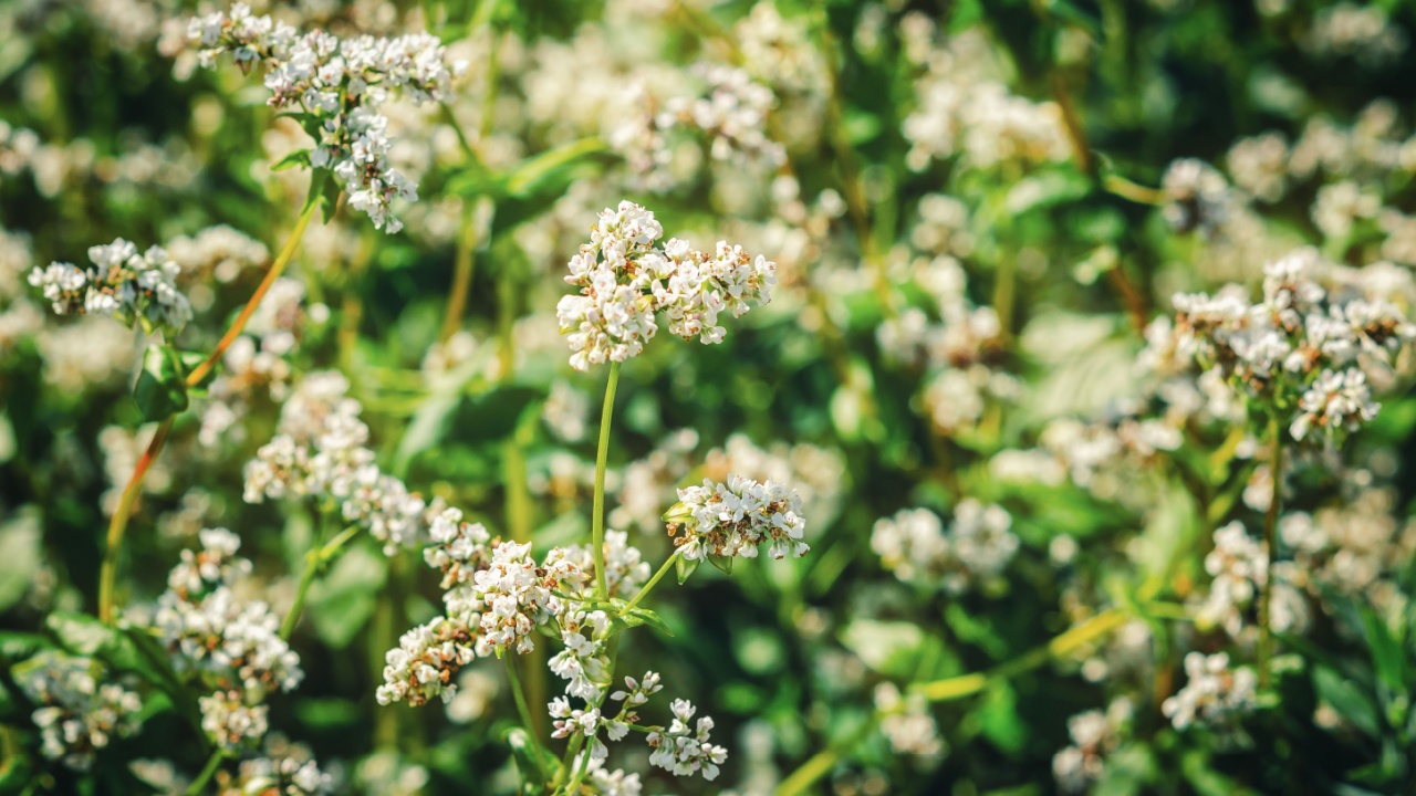 Buckwheat flowering in the field. White buckwheat flowers in summer