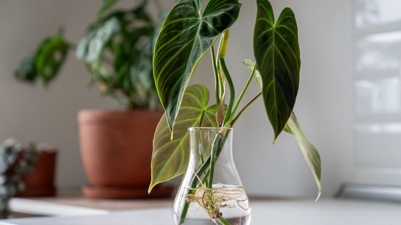 Propagating Philodendron melanochrysum plant from leaf cutting in water, closeup of houseplant sprouts in glass vase. Botany hobby.