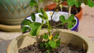 Peanut Plant In The Ceramic Pot On The Terrace. Arachis Hypogaea.