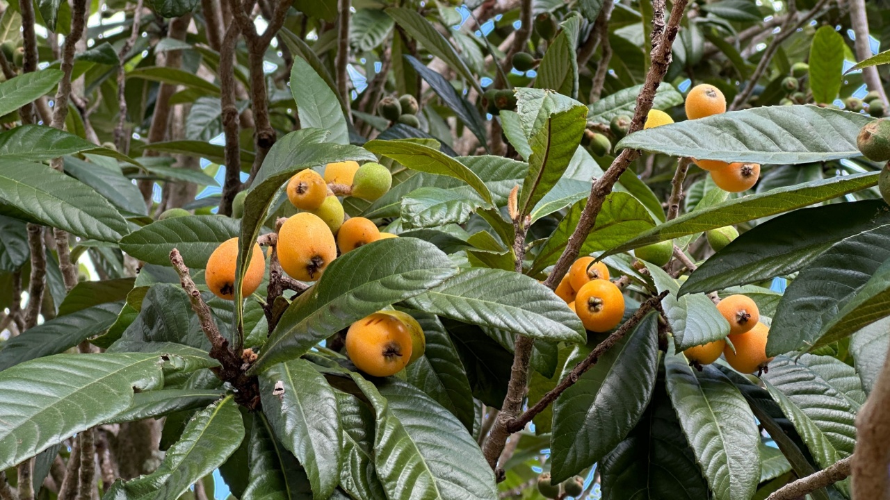 the loquat trees had a productive crop of loquats