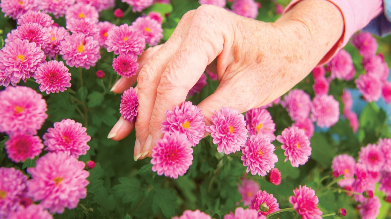 Senior woman's hand holds pink mum flowers