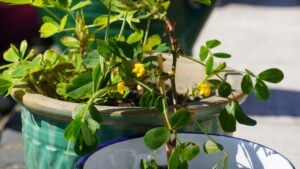 Flowering Peanut Plant In The Ceramic Pot On The Terrace. Arachis Hypogaea.