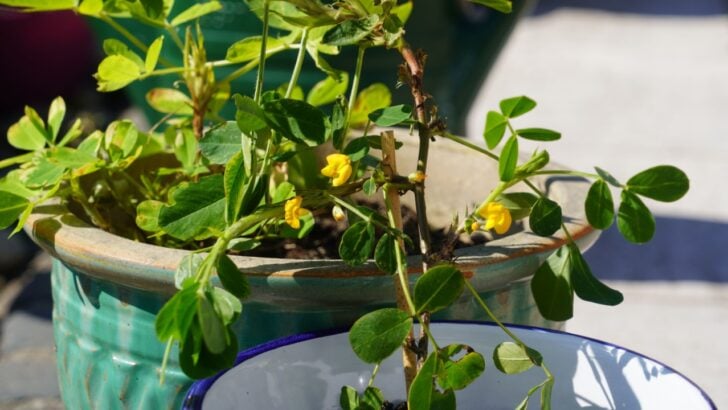 10 Nut Trees That Can Grow in Pots on the Patio