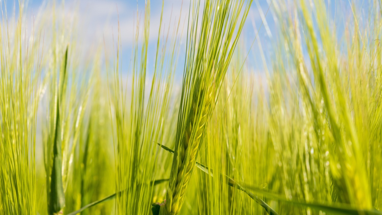 Bright green barley plants grow tall and vibrant, swaying lightly in the warm breeze. The clear blue sky provides a serene backdrop, enhancing the beauty of the field.
