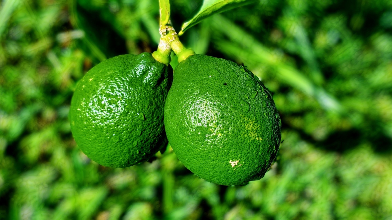 Fresh Persian limes, Tahiti limes, Bearss limes, andor seedless limes. Florida, September 23, 2024