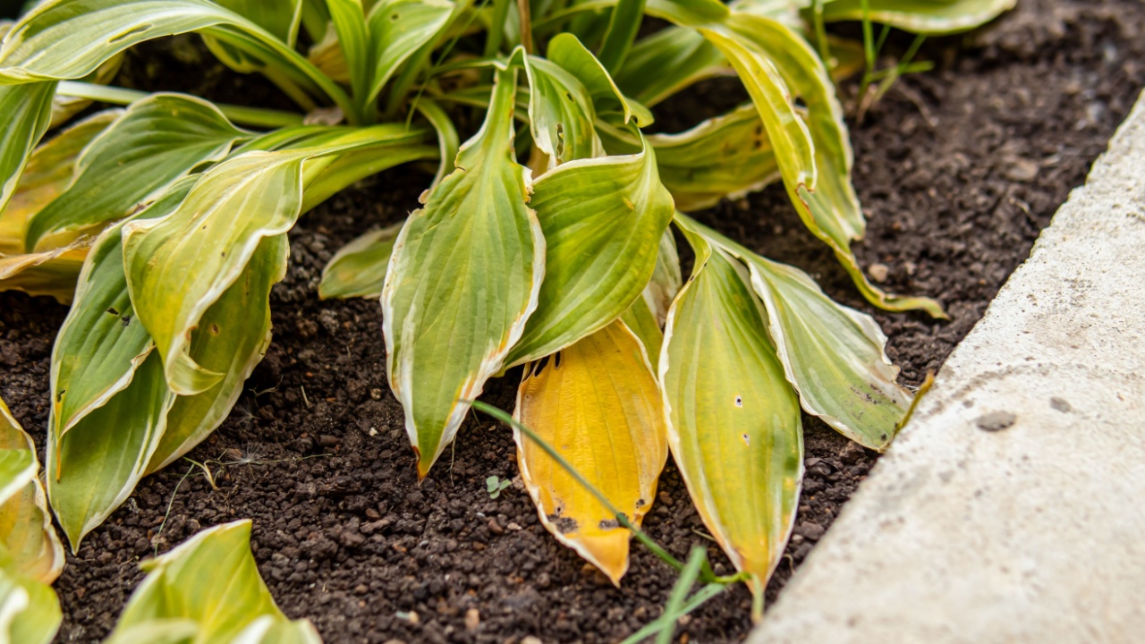 Yellow leaf hosts closeup. Plant diseases. Dried or frozen leaf hosts