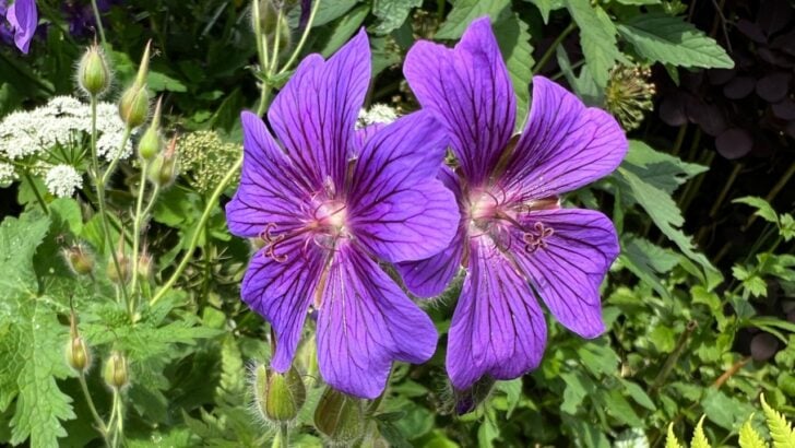 17 Hardy Perennials Worth Planting to Outcompete Weeds
