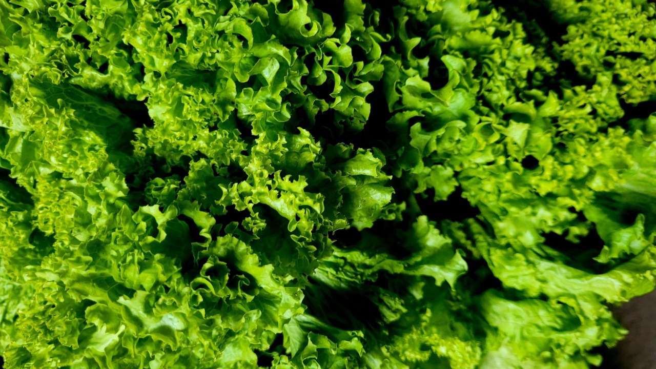 Leaf lettuce or better known as selada keriting is a type of lettuce whose leaf tips are wavy and light green in color
