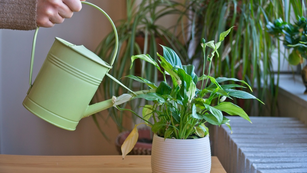 Woman watering Peace Lily (Spathiphyllum). Housewife taking care of home plants at her home, watering houseplants with a green watering can. Proper care and maintenance of plants. Selective focus.