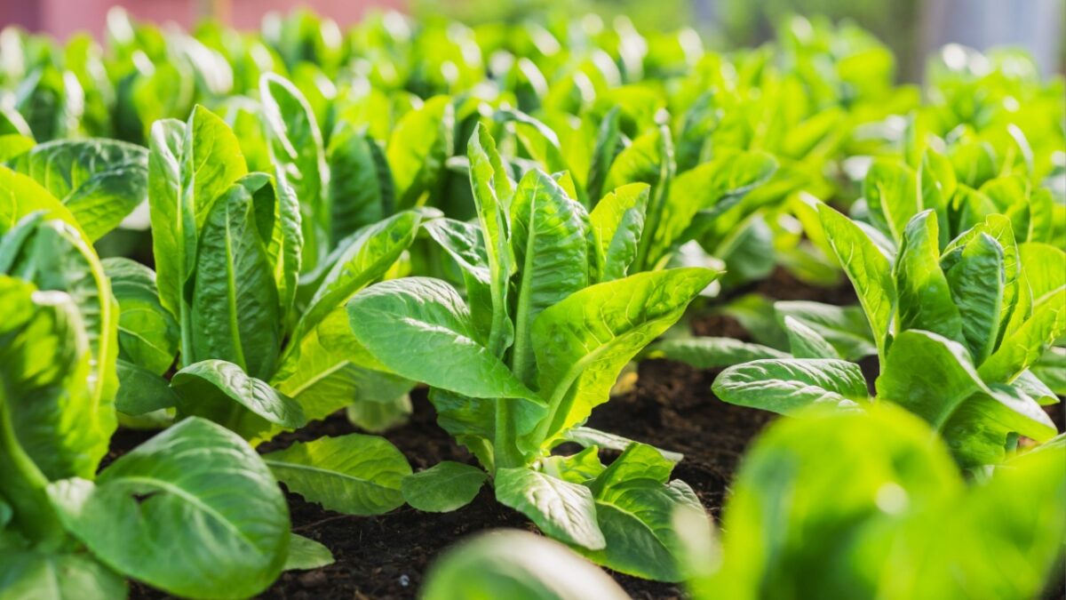 Close up fresh young green cos lettuce are growing in the hydroponic farm. Close up fresh young green cos lettuce are growing in the hydroponic farm.
