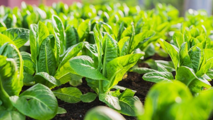 16 Vegetables and Herbs to Plant in September (Yes, There’s Still Time!)