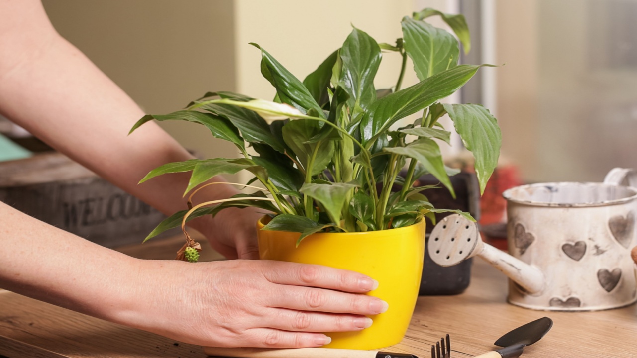 Spathiphyllum Peace Lily Care. Transplanting into Flower Pot