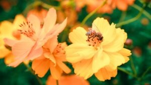 A bee perched on bright sulfur cosmos flowers