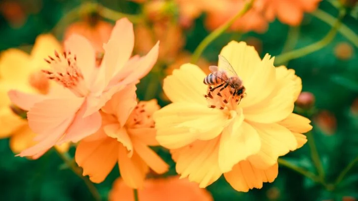 11 Flowering Annuals That Bees Love