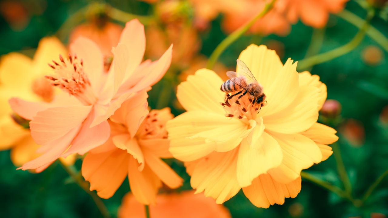 A bee perched on bright sulfur cosmos flowers