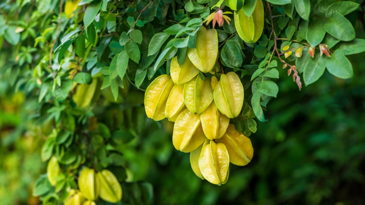 Ripe Starfruit Cluster on Tree Branch