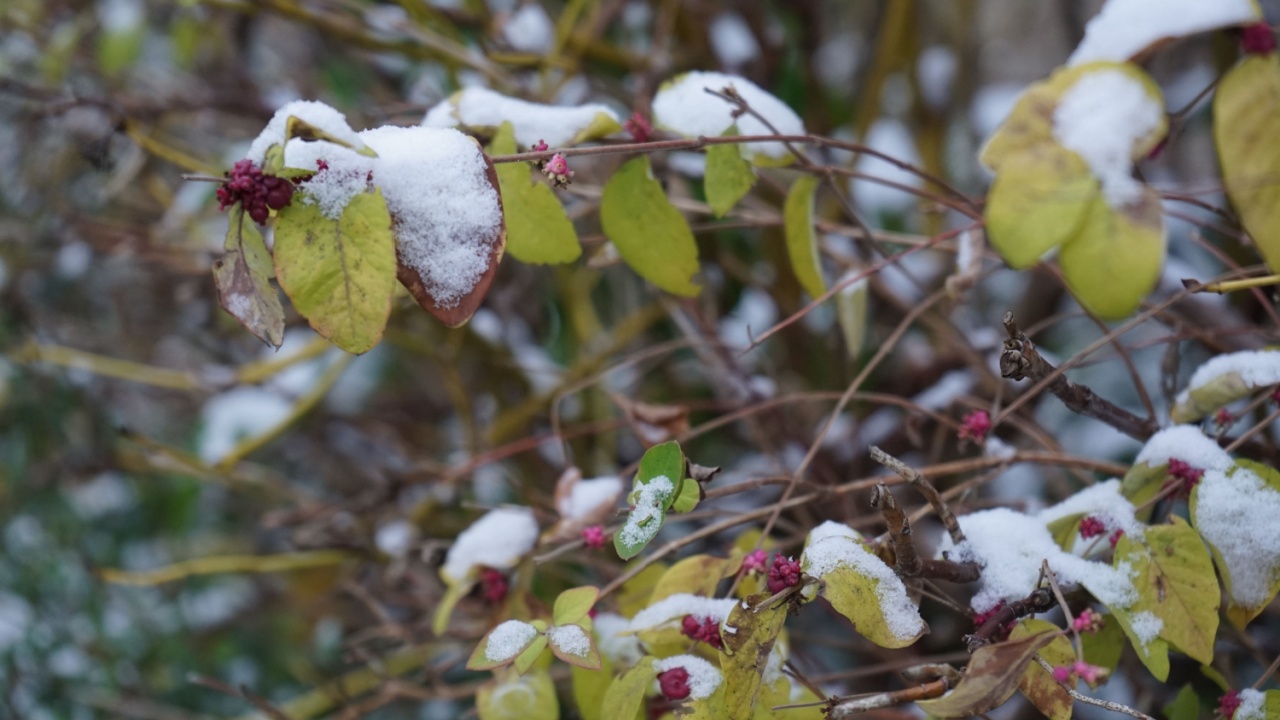 Symphoricarpos orbiculatus bush grows under the snow in December. Symphoricarpos orbiculatus, coralberry, buckbrush or Indian currant is a woody species of flowering plant in the honeysuckle family.