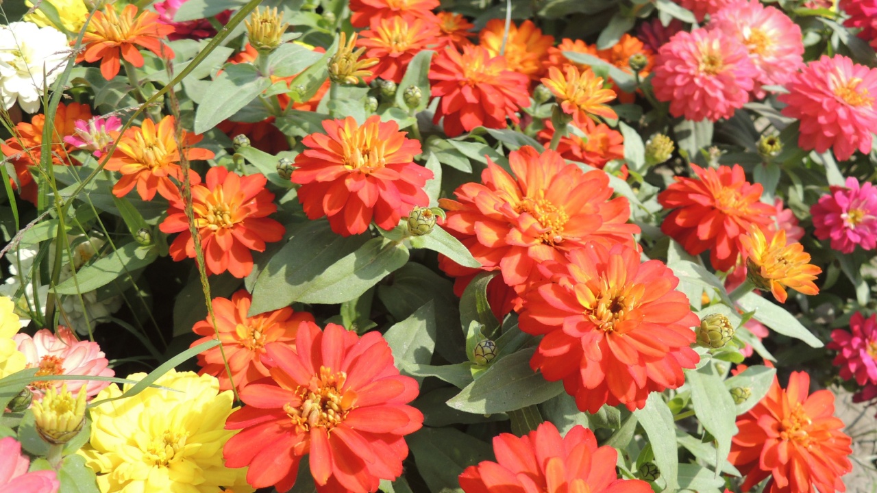 Beautiful Zinnia profusion Double deep salmon in the garden.