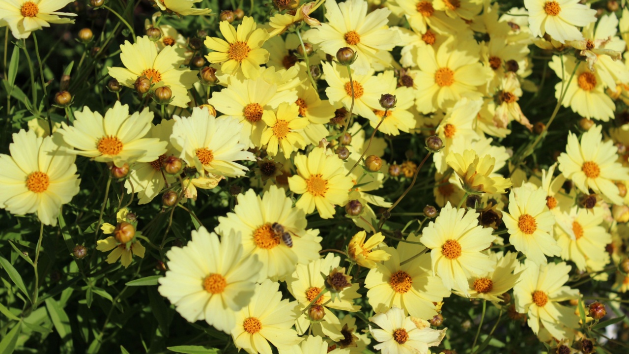 Coreopsis Full Moon, tickseed with light yellow blossoms