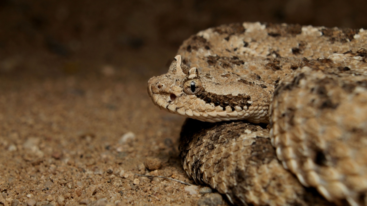Sidewinder rattlesnake (Crotalus cerastes) side profile picture on sand in the deserts of Arizona