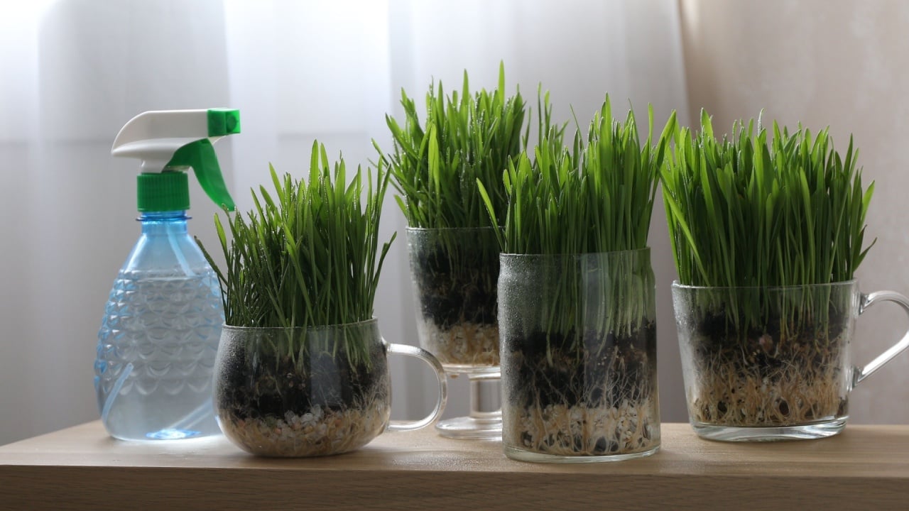 Wheat grass in transparent pots and spray bottle on wooden table indoors