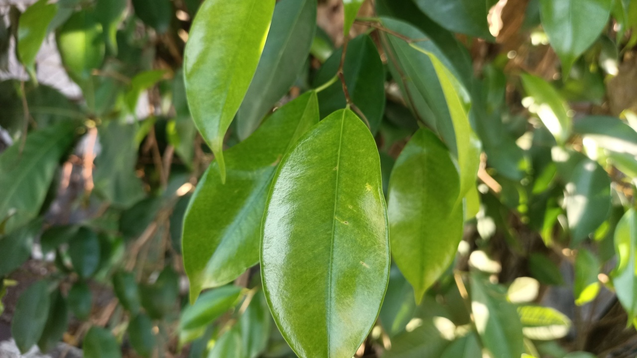 The image showcases a vibrant close-up of several glossy, bright green leaves, possibly belonging to a Ficus benjamina (weeping fig) given their smooth, ovate shape and pointed tips.